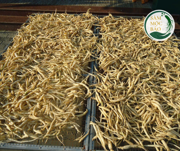 Sâm dây Ngọc Linh Khô- Size Lớn - Ảnh 3